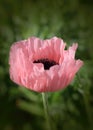 Single Pink Poppy. Closeup on Green Background. Royalty Free Stock Photo
