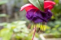 A single pink and purple fuschia bloom Royalty Free Stock Photo