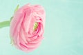 Single pink ranunculus on light blue background