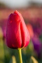 Single pink or red tulip flower Royalty Free Stock Photo