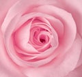 Single pink rose Royalty Free Stock Photo