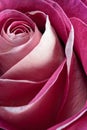 Single pink rose Royalty Free Stock Photo
