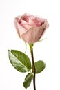 Single Pink Rose Royalty Free Stock Photo