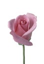 Single pink rose against white Royalty Free Stock Photo