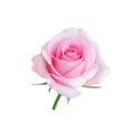 Single pink rose beautiful flower and water drops blooming isolated on white background and clipping path Royalty Free Stock Photo