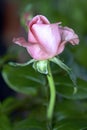 Single pink rose blossomed in the garden Royalty Free Stock Photo