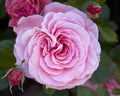 Single pink rose closeup Royalty Free Stock Photo