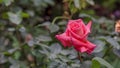 Single pink rose closeup Royalty Free Stock Photo