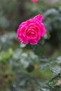 Single pink rose in closeup Royalty Free Stock Photo