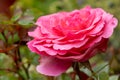 Single pink rose closeup. Macro selective focus, blurred background. Rose floral background. Rose bush, gardening at the Royalty Free Stock Photo
