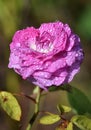 Single Pink rose covered in dew drops Royalty Free Stock Photo