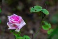 Single pink rose on dark background with copy space. sadness concept