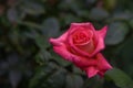 Single pink rose on dark blur background Royalty Free Stock Photo