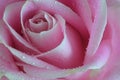 Single pink rose with drops Royalty Free Stock Photo