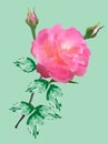 Single pink rose flower isolated on light green background