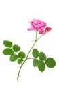 Single pink rose flower on stem with green leaves isolated on white background Royalty Free Stock Photo