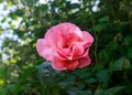 Single Pink Rose flower in summer garden Royalty Free Stock Photo