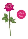 Single pink rose flower vector illustration, beautiful Valentine rose on long stem isolated on white background. Royalty Free Stock Photo