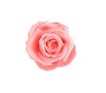 Single pink rose flower and water drops  isolated on white background and clipping path Royalty Free Stock Photo