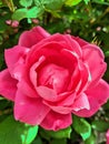 Single Pink Rose Blossom on the Bush Royalty Free Stock Photo