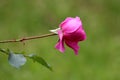 Single pink rose with fully open blooming petals growing in local garden surrounded with dark green leaves Royalty Free Stock Photo