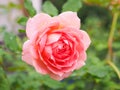 Single pink rose in the garden Royalty Free Stock Photo