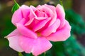 Single pink rose in the garden background.Copy space. Royalty Free Stock Photo