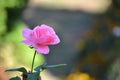 Single pink rose in a garden isolated by a beautiful bokeh Royalty Free Stock Photo