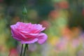 Single pink rose in a garden isolated by a beautiful bokeh Royalty Free Stock Photo