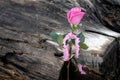 Pink Rose On Wet Driftwood Royalty Free Stock Photo