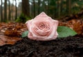 Single pink rose on the ground in a forest Royalty Free Stock Photo