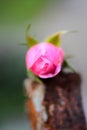 Single pink rose Royalty Free Stock Photo