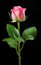 Single pink rose isolated on a black background, Beautiful pink rose isolated