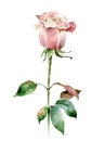 Single pink rose isolated on white background