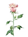 Single pink rose isolated on white background Royalty Free Stock Photo