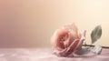 Single pink rose lying on a pastel peach to yellow gradient background. AI Generated Royalty Free Stock Photo