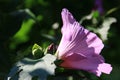 Single Pink Rose Mallow Flower Blooming in the Sunlight