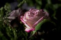 Single Pink Rose mixed with a bouquet of other greenery