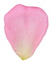 Single pink rose petal with a light yellow gradient at the base. Isolated background Royalty Free Stock Photo