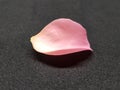 Single pink rose petal over black background. Closeup of rose petal.