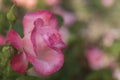 Single Pink Rose Royalty Free Stock Photo