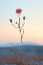 a single pink rose is standing in the middle of a field Royalty Free Stock Photo