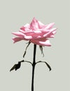 Single Pink Rose Art Royalty Free Stock Photo