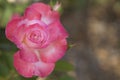 Single Pink Rose Royalty Free Stock Photo