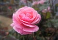 Single Pink Rose against blurred garden background Royalty Free Stock Photo