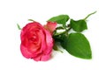 Single pink rose on white background. Royalty Free Stock Photo