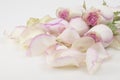 Petals of a pink rose on white background. Festive gift card with copy space Royalty Free Stock Photo