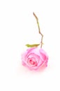 Single pink rose on white background, vertical Royalty Free Stock Photo