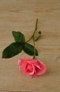 A single pink Rose