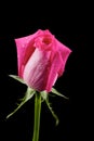 Single pink rosebud with sparkling dew drops